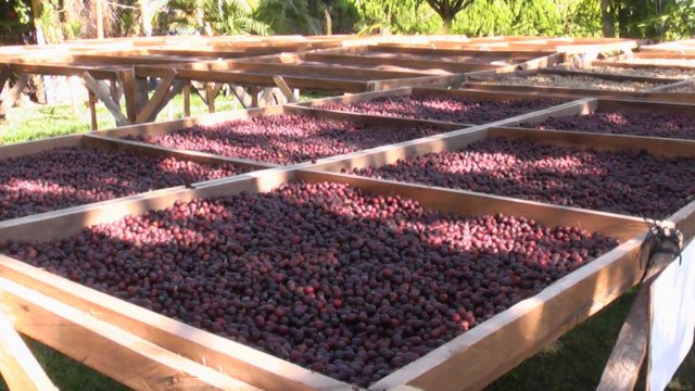 コーヒーの甘味に関して
